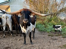 Majestic Crown bull