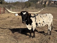 BCR RODEO TARI 806