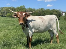 MW Layla