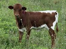 2026 Heifer (Georgette)