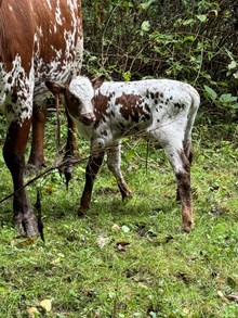 Ws Cochise x playmaker