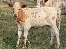 Candy Man x Marigold bull