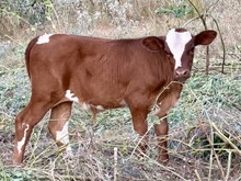 EL ROJO  x TESLA bull