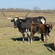 Heifer Calf (Hubbells Long Range X BWS Texas Oreo)