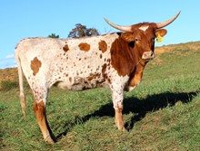 HL Texas Flair