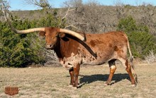 JH RURAL KODA