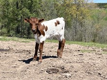 Juicy Tunes Bliss Bull