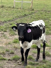 Drop It Like It’s Hot X Tears of a Clown 26 Heifer