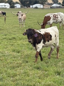 Drop It like It’s Hot X Grand Lina 26 Heifer