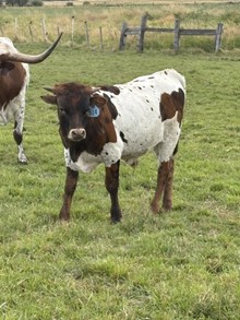 Drop It Like It’s Hot X Locked In A Blaze 26 Bull