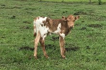 Shy Sparklett bull