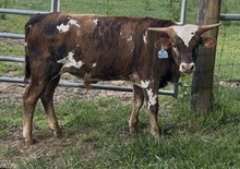 2025 Bull (Gun Powder)