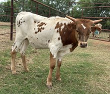 IM BULL 14/18