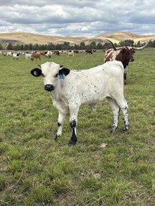 Reckon So X Scotch on the Rocks 26 Bull