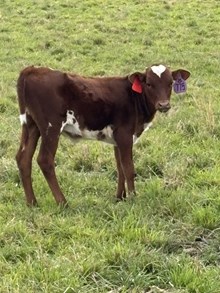 Cut N Dried X Nova’s Emma 26 Heifer