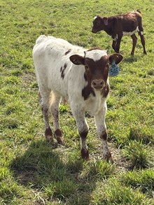 Big Country X She’s That Sweet 26 Bull