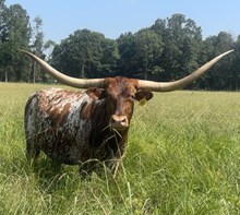 Brazos Alyssa 80/20
