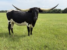 M7 Oreo’s Example