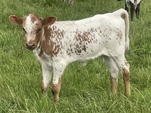 2026 Heifer