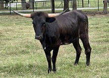 Texana