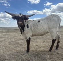 D2 Wyoming Belle