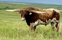MARLBORO MAN LM