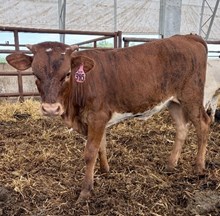 REBEL HR X RIVERFORKS JAZZY CAT HEIFER