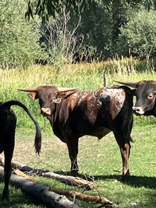 Miss Coyote 23 Bull