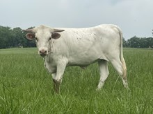 MW Delilah