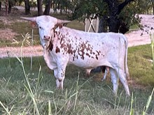 Digital Image x Tango Bull