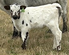 Freebee 25 Angus bull
