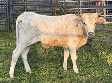 2025 Bull (Foxy’s Goldmine)