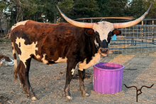 JJ RURAL FRANCI