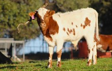 2024 Sweet Stuff Bull