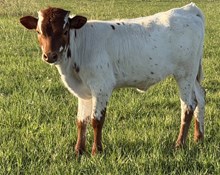 CATCHIT,X CW BEAUTY BULL