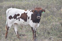 Hope bull 2504