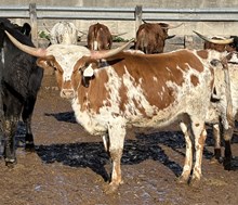 heifer 3