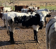 heifer 2