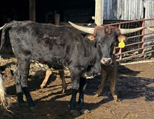 heifer 1