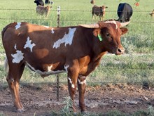 Custom Chrome/Top Luck Lady steer24