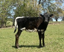 TC Texas Two Step