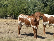 Lena x Powerwagon bull
