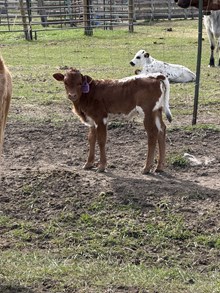 King Midas X Rio Lady 26 Heifer
