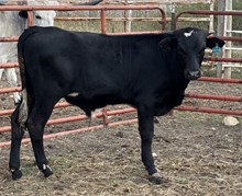 BLACK JACK- Bull