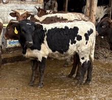 Heifer 4