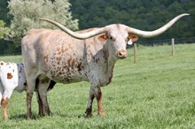 XC HEIDI