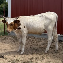 Bull Calf - Candywine x Unbreakable Iron