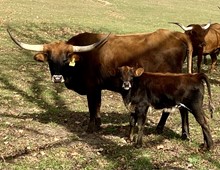 BLACK OPS HEIFER