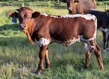 2025 Bull (Double Dottie)