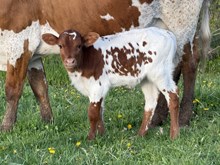 Allen’s heifer